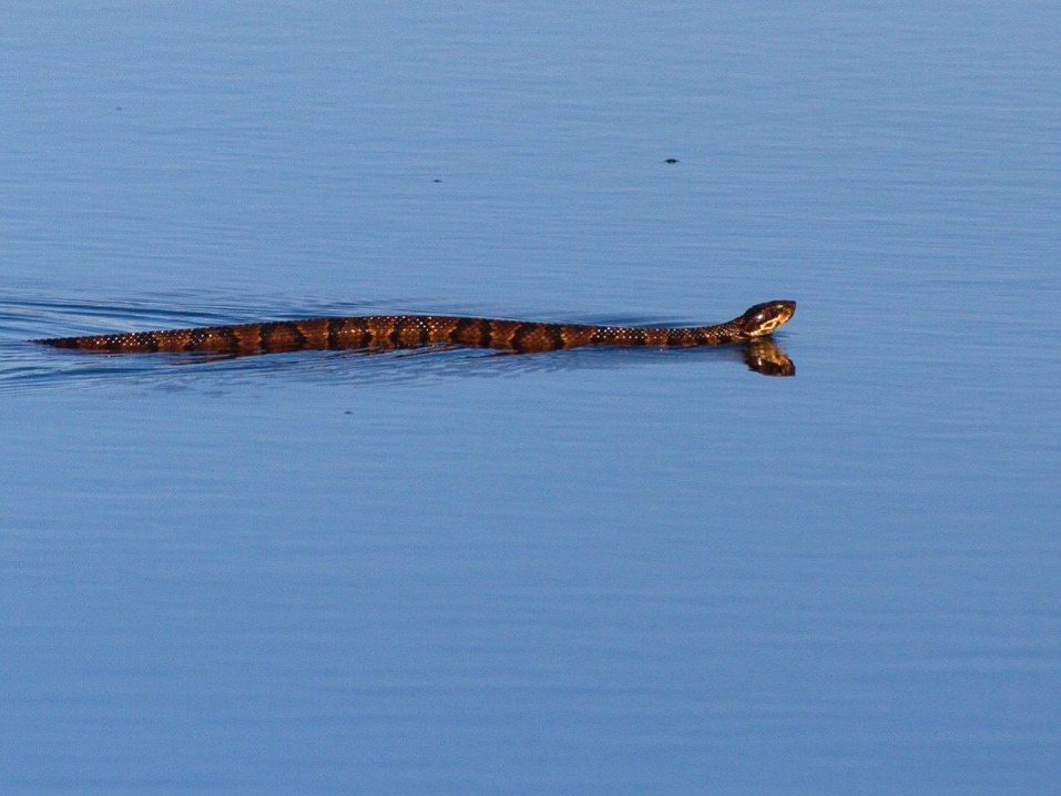 Northern Cottonmouth