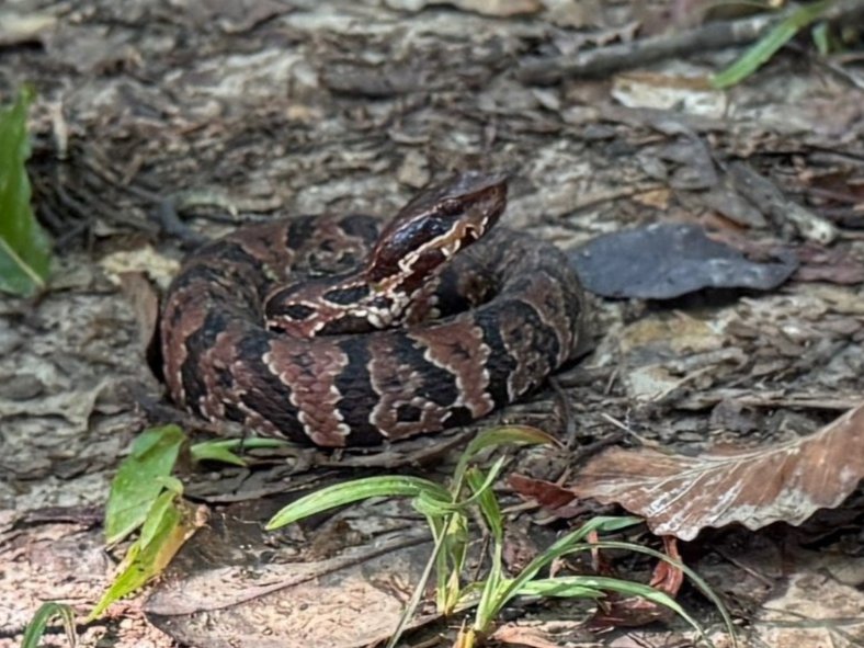 Northern Cottonmouth
