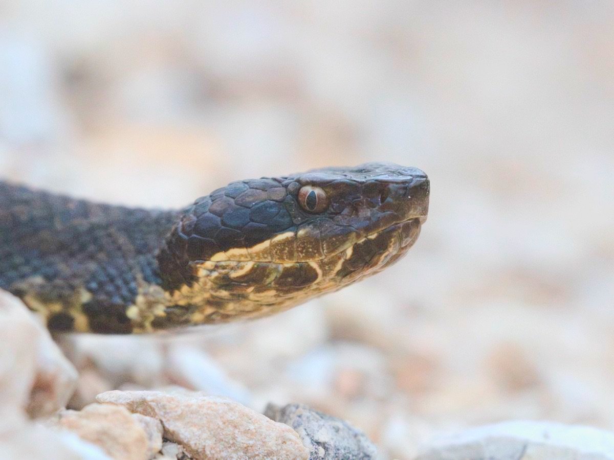 Northern Cottonmouth