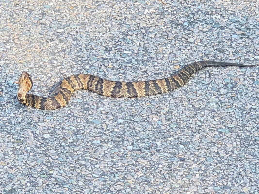Northern Cottonmouth