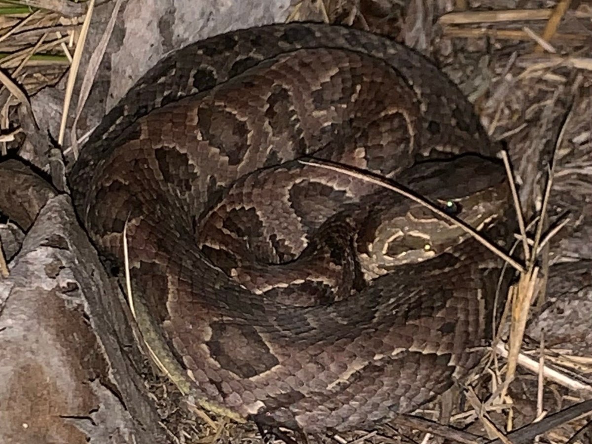 Northern Cottonmouth