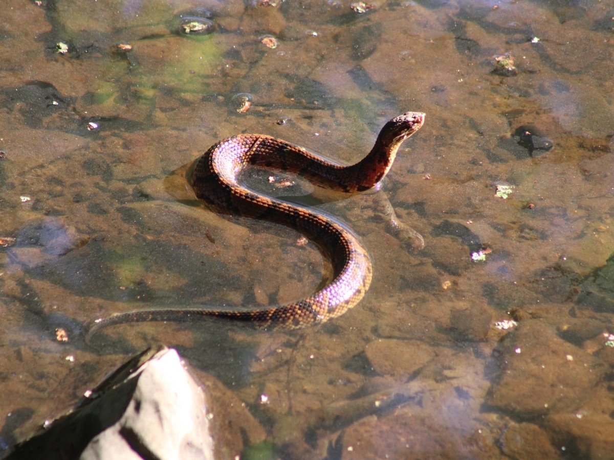 Northern Cottonmouth
