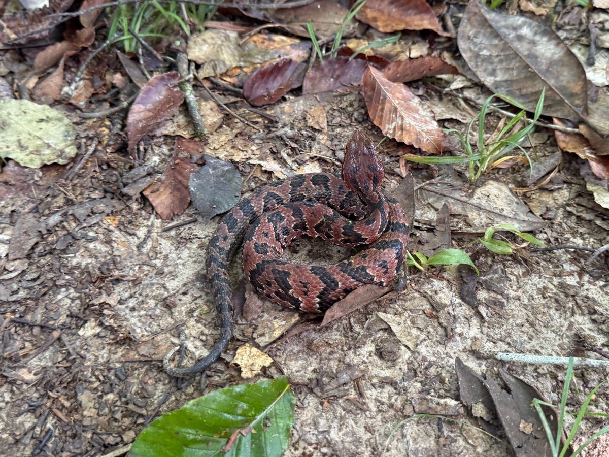 Northern Cottonmouth
