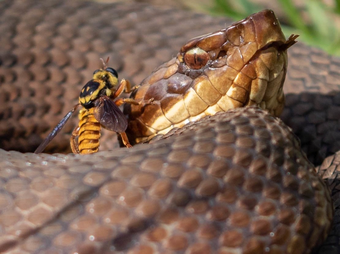 Northern Cottonmouth