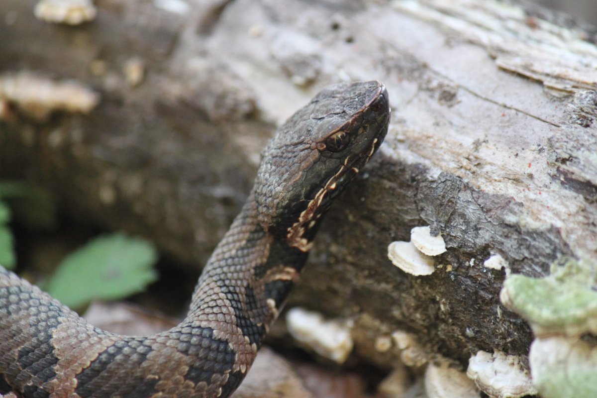Northern Cottonmouth