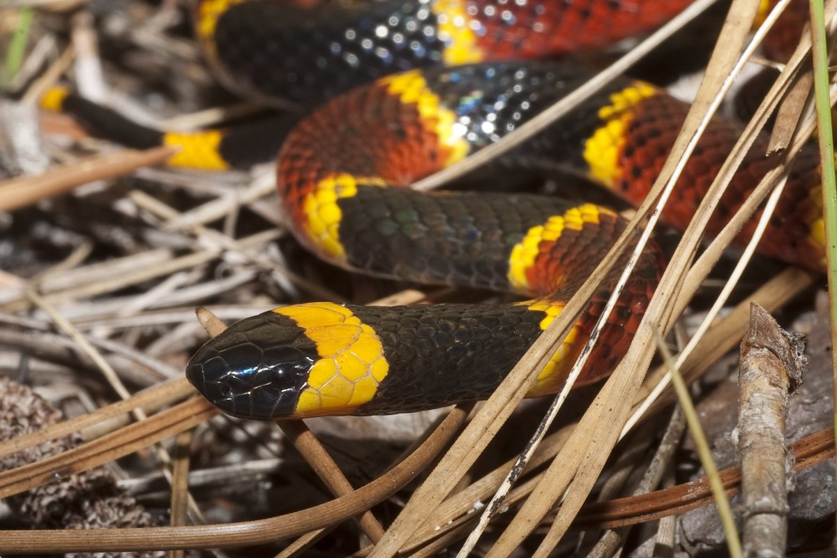 Eastern Coralsnake