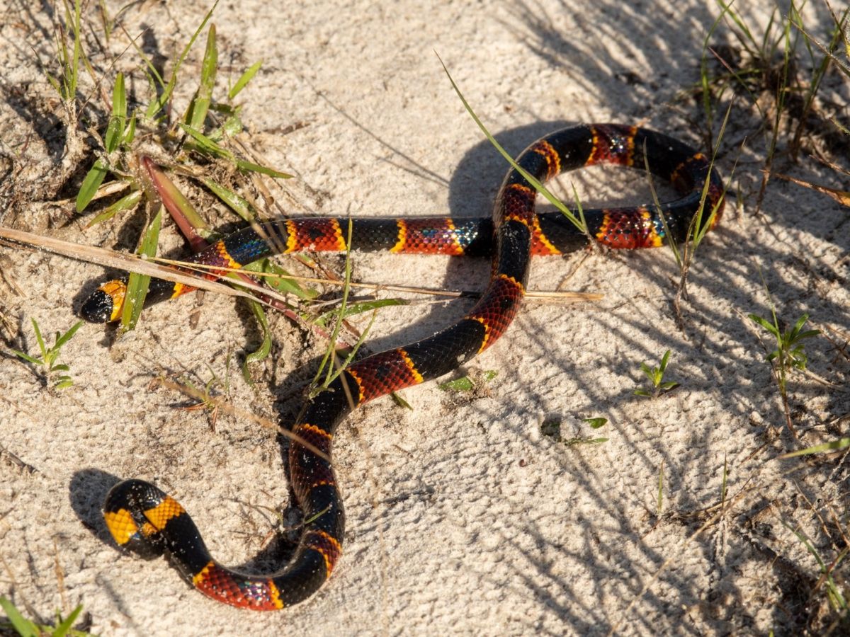 Eastern Coralsnake