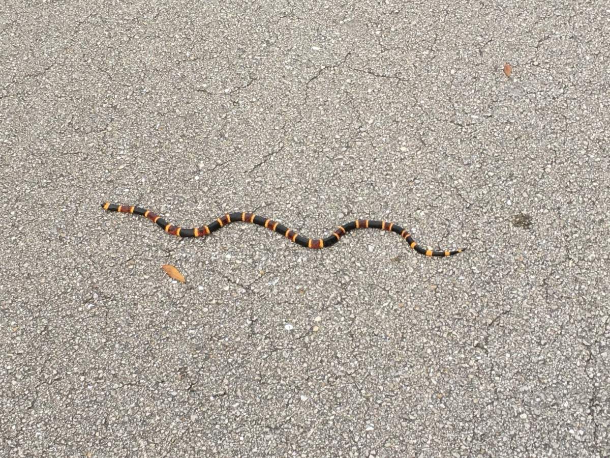 Eastern Coralsnake
