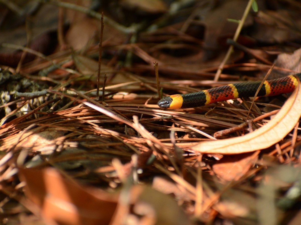Eastern Coralsnake