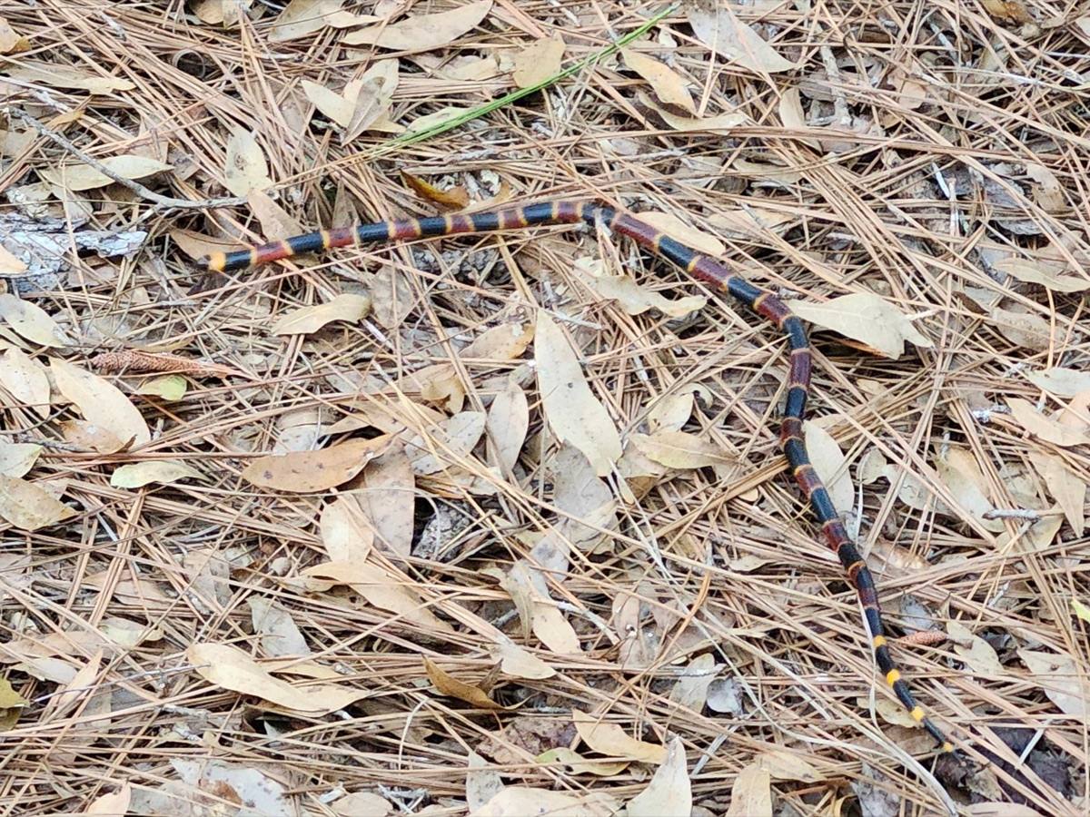 Eastern Coralsnake