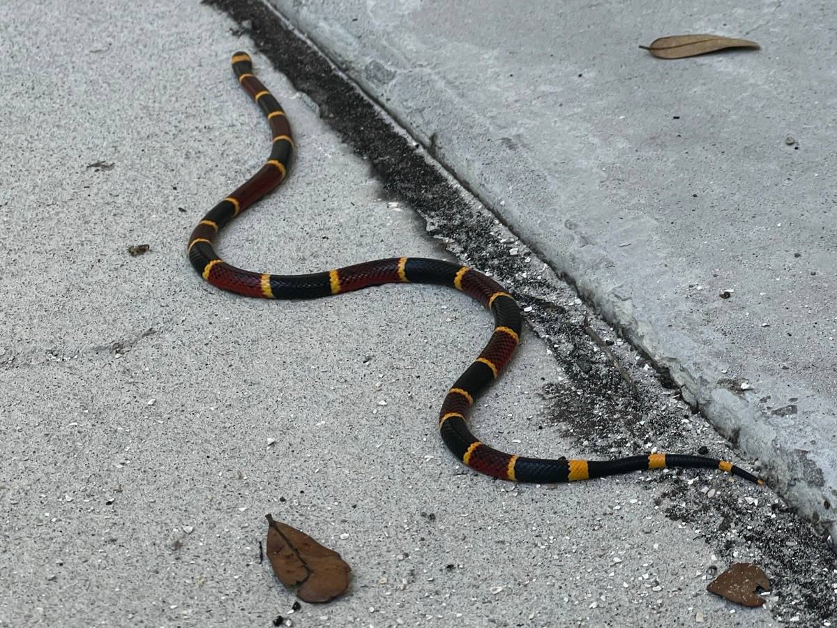 Eastern Coralsnake