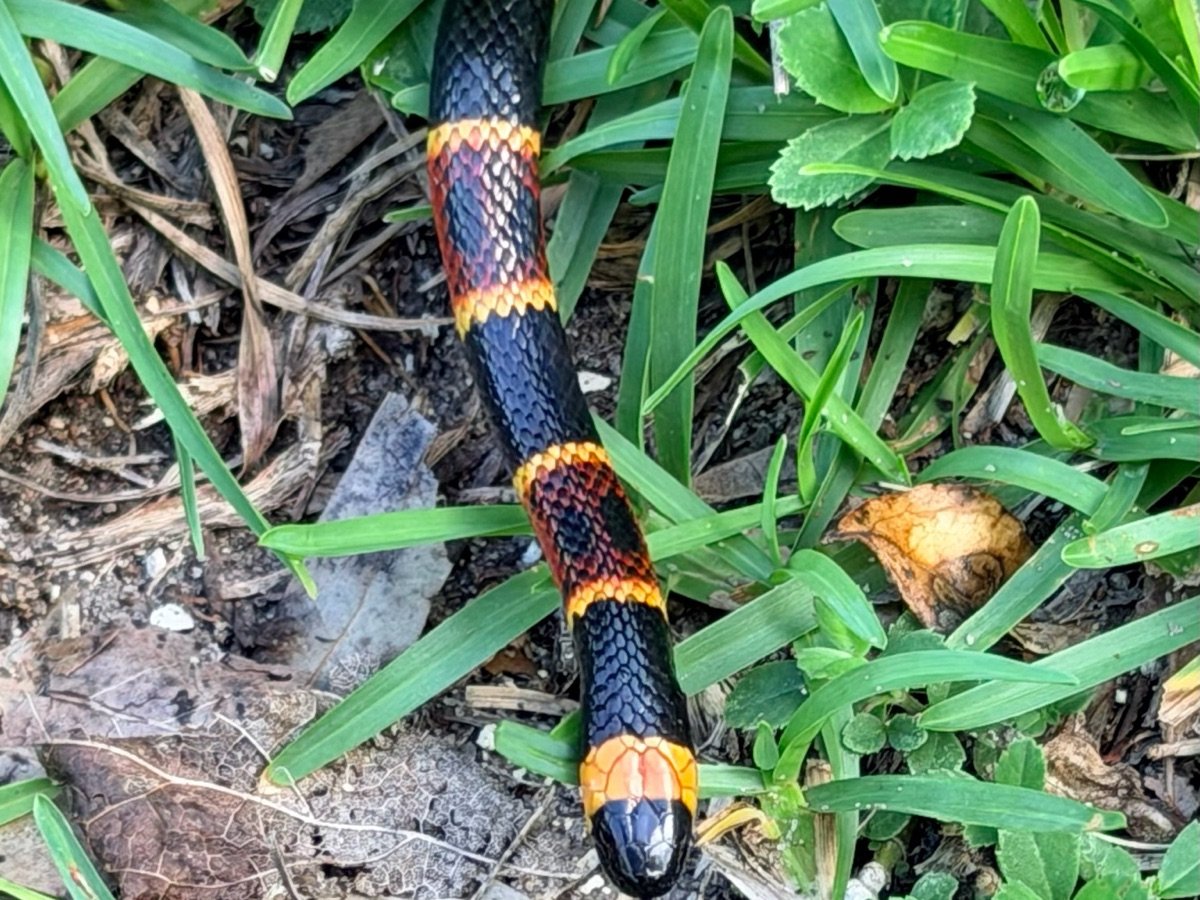 Eastern Coralsnake