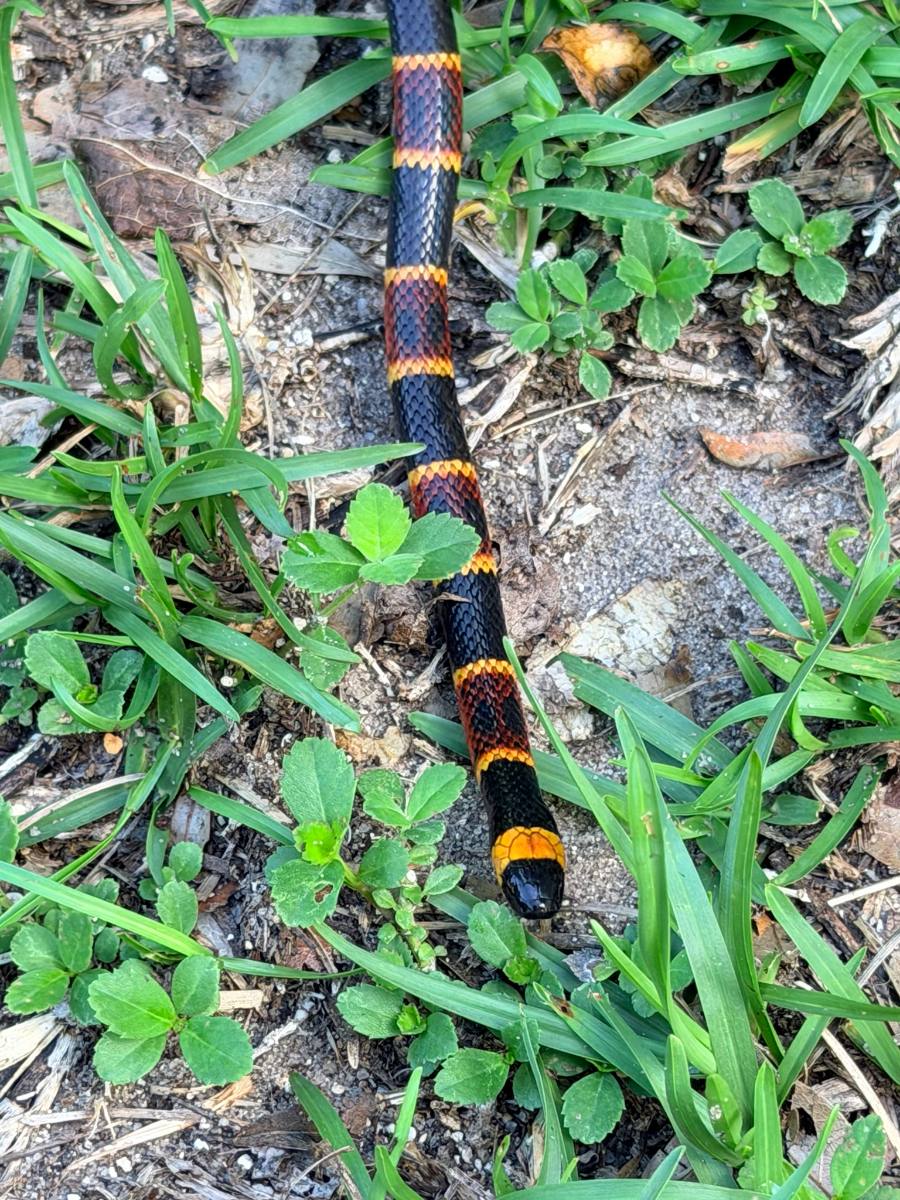 Eastern Coralsnake