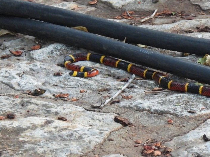 Texas Coralsnake
