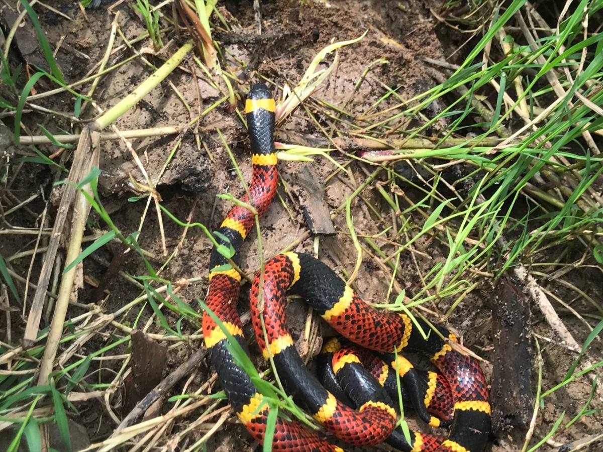 Texas Coralsnake