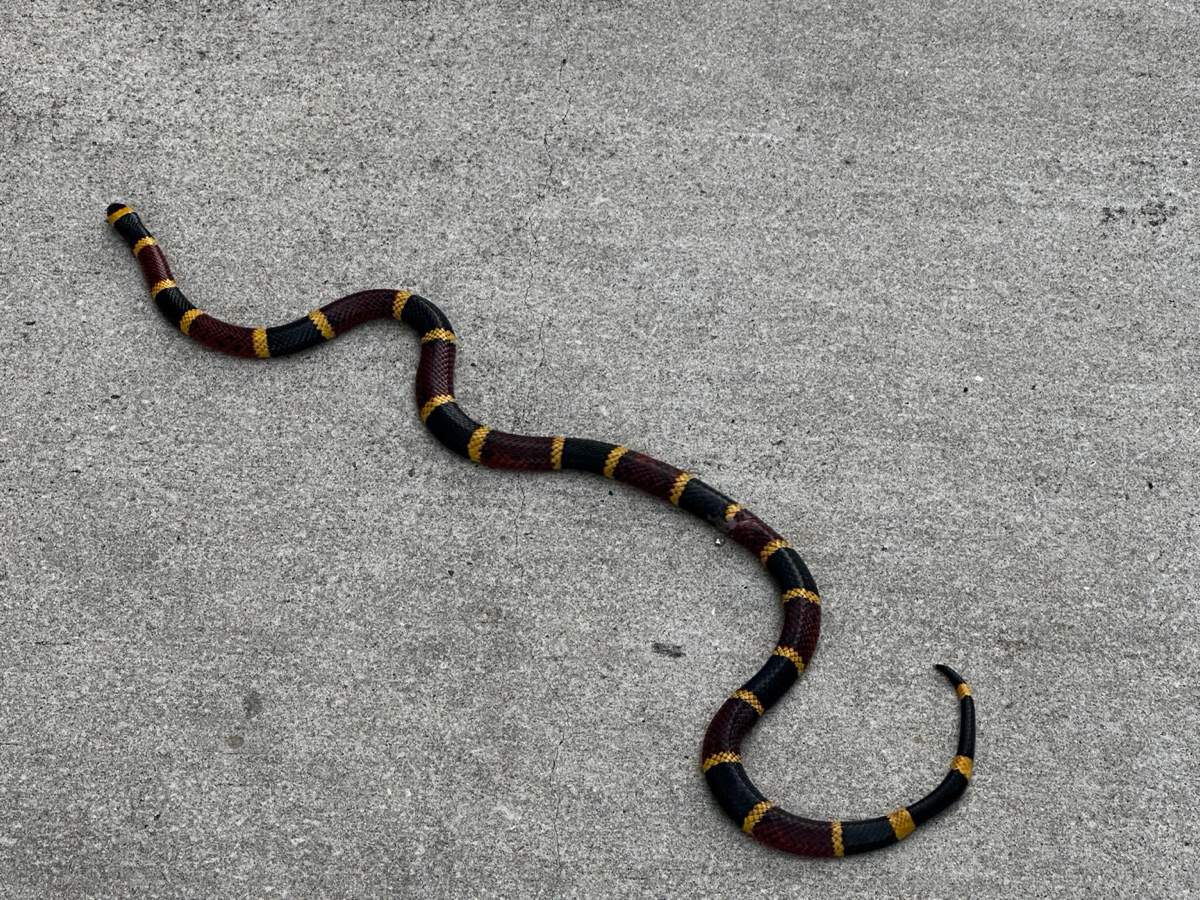 Texas Coralsnake