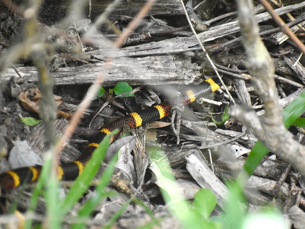 Texas Coralsnake