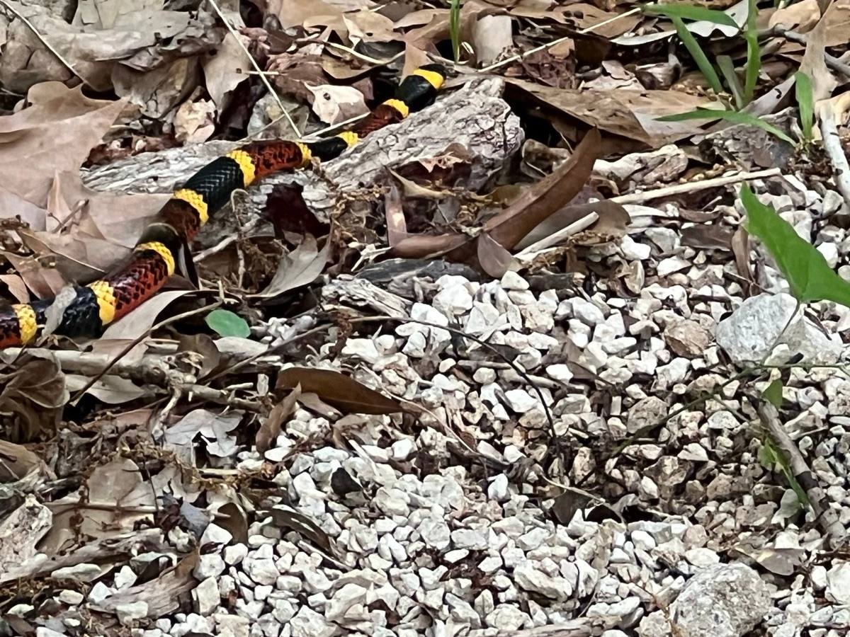 Texas Coralsnake