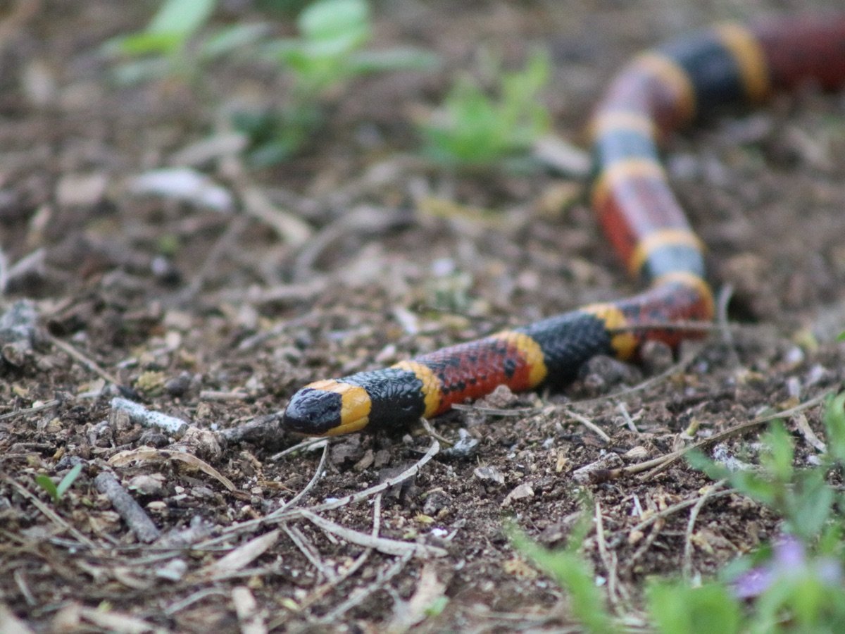 Texas Coralsnake