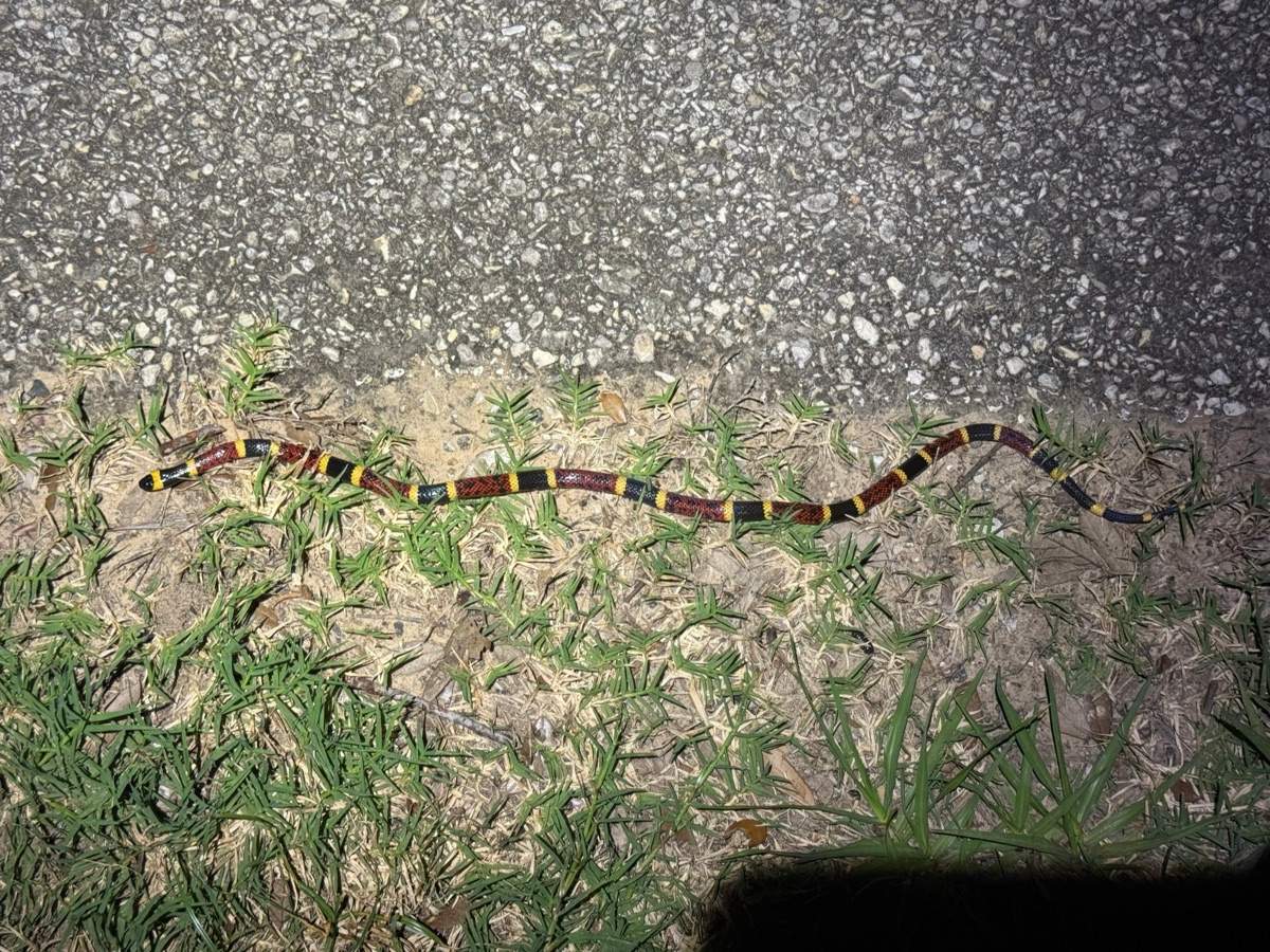 Texas Coralsnake