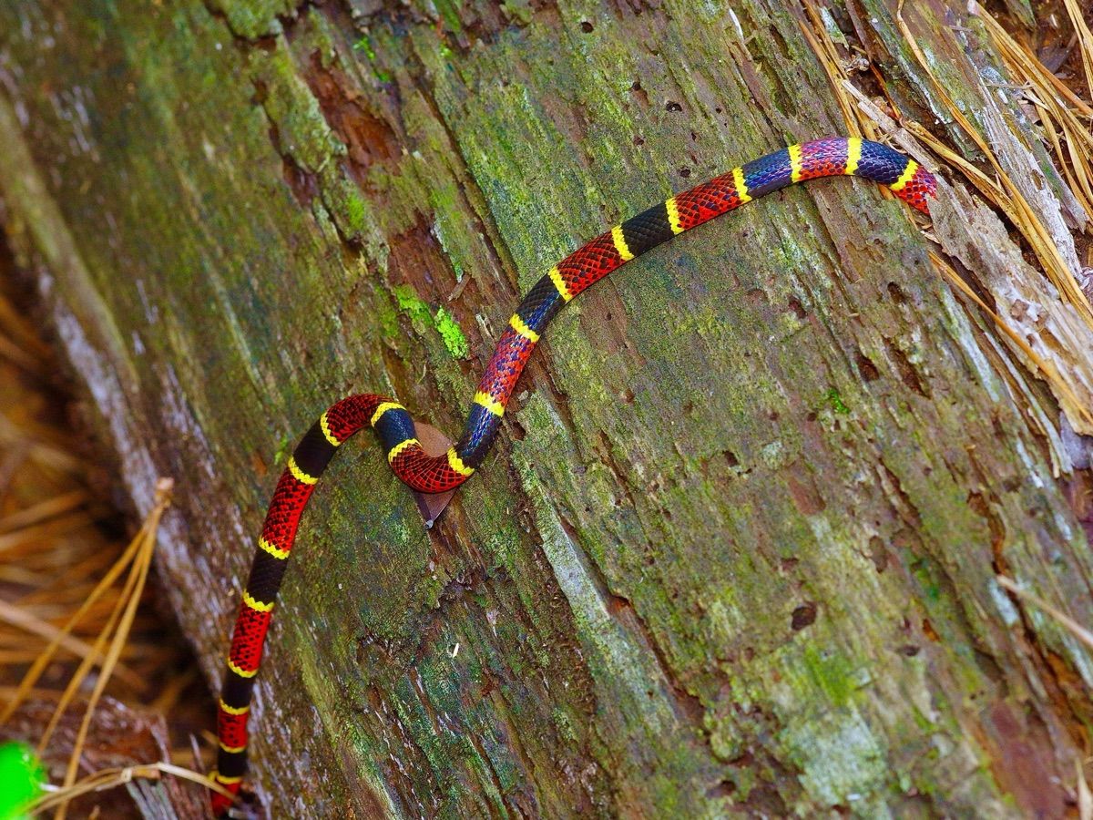 Texas Coralsnake