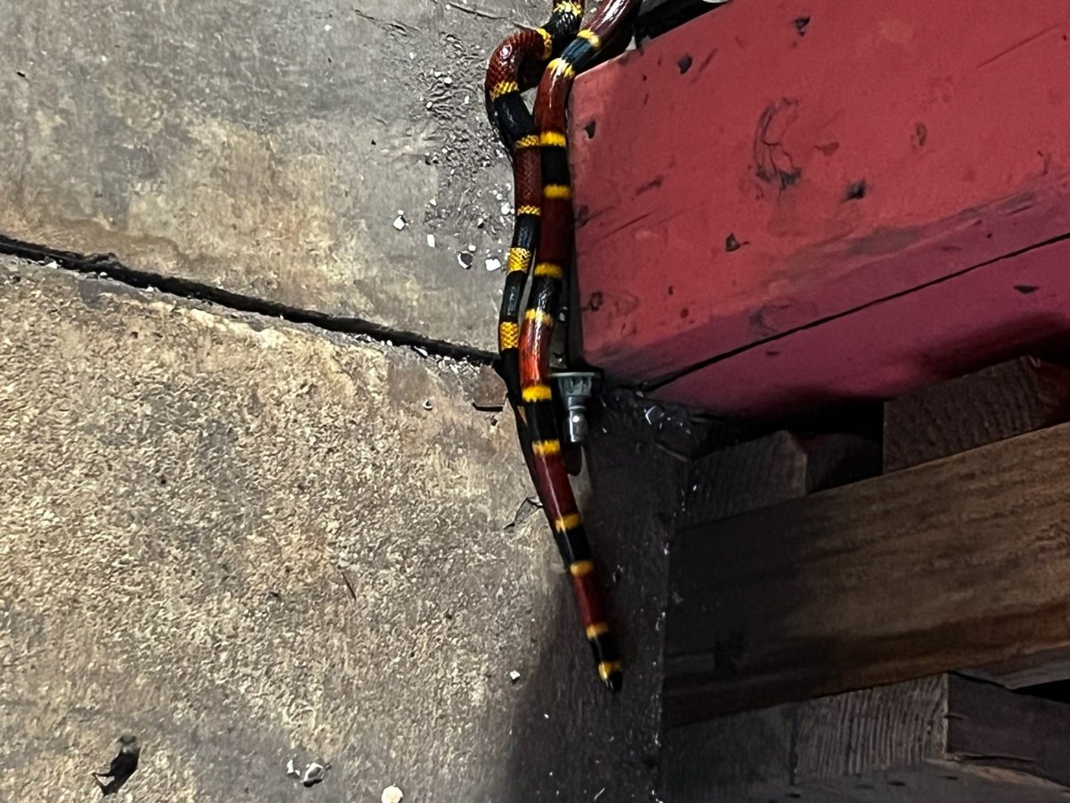 Texas Coralsnake