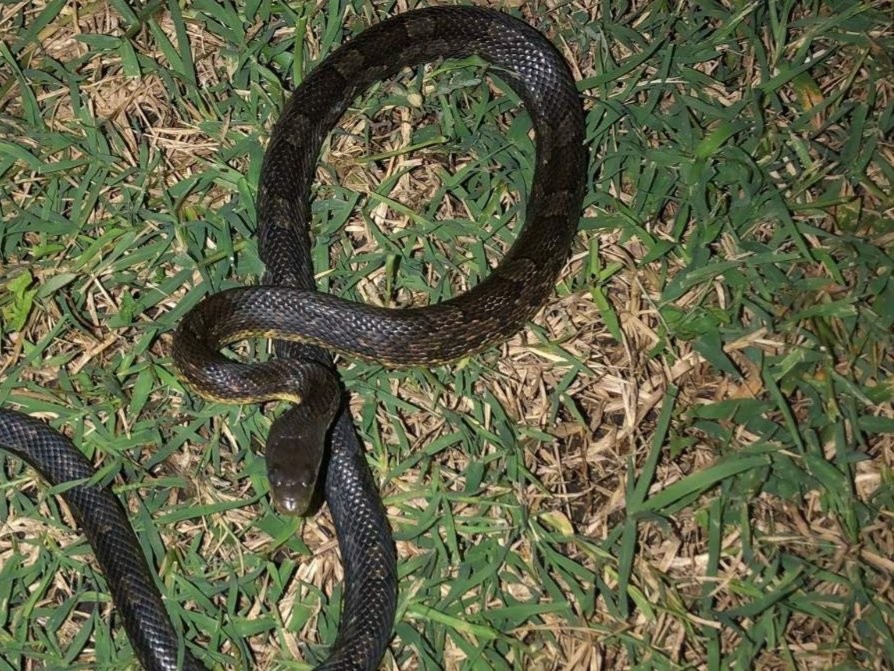 Western Ratsnake