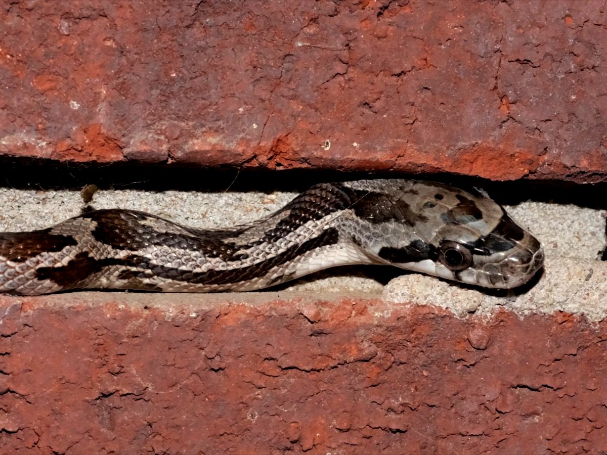 Western Ratsnake