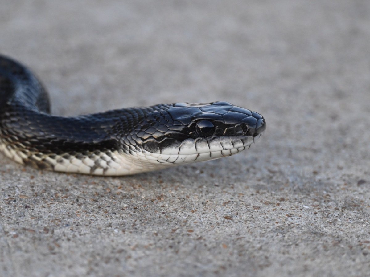 Western Ratsnake