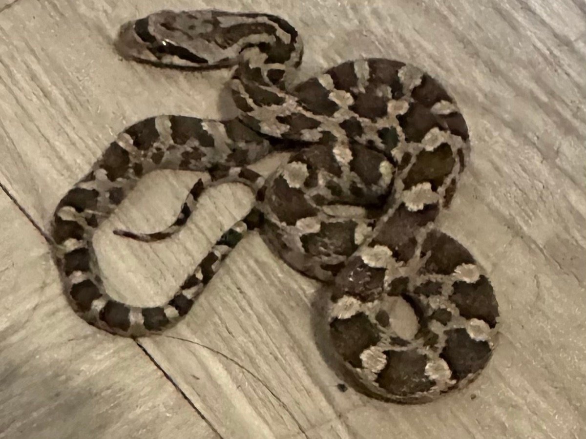 Western Ratsnake