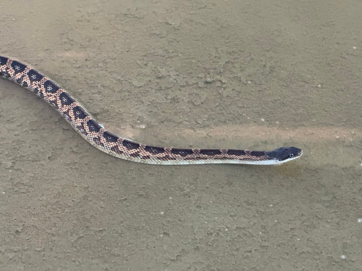 Western Ratsnake