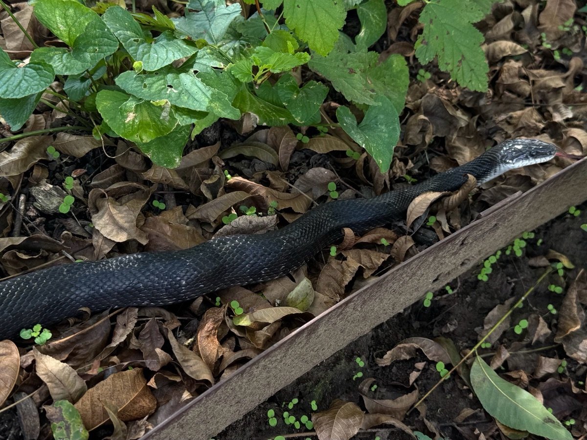 Western Ratsnake