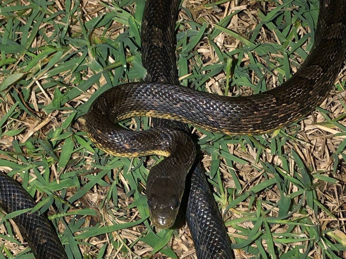 Western Ratsnake
