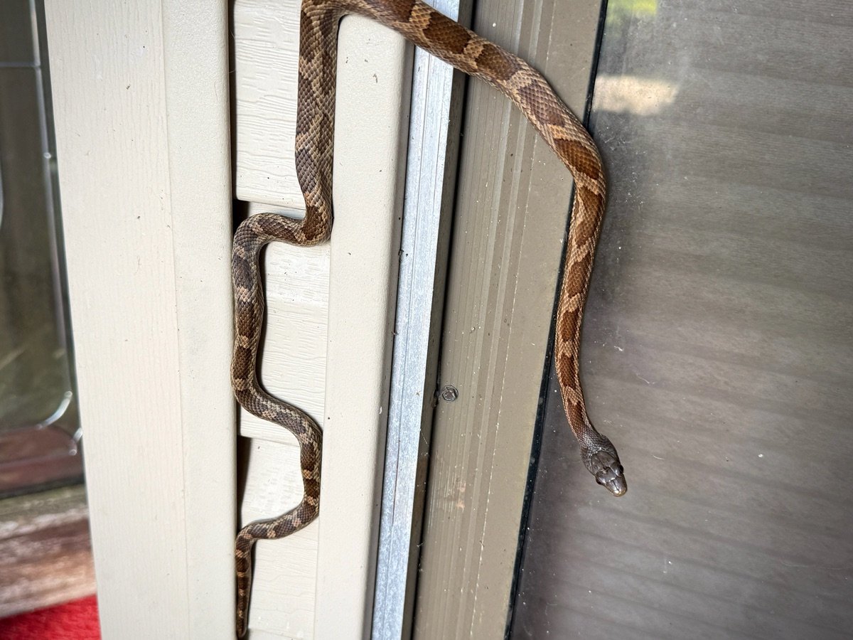 Western Ratsnake
