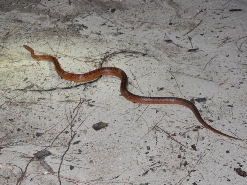 Red Cornsnake