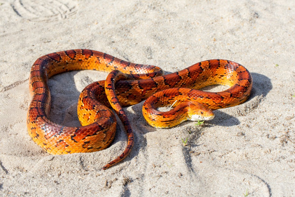 Red Cornsnake