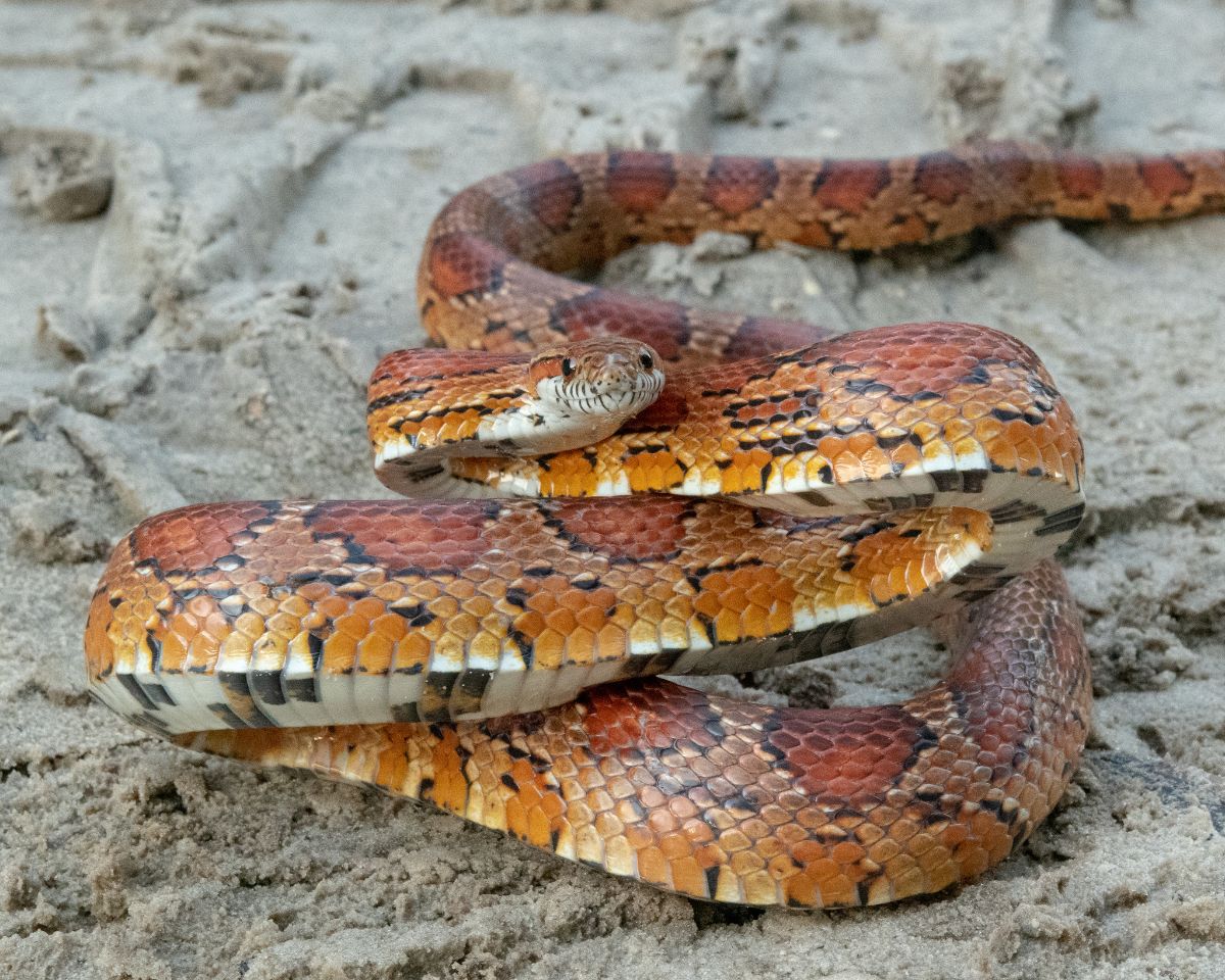 Red Cornsnake
