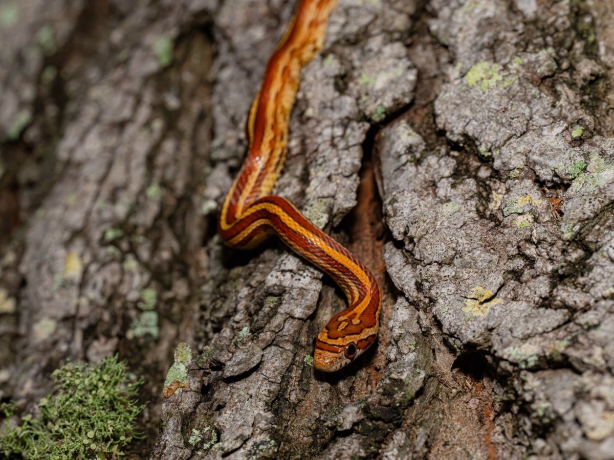 Red Cornsnake