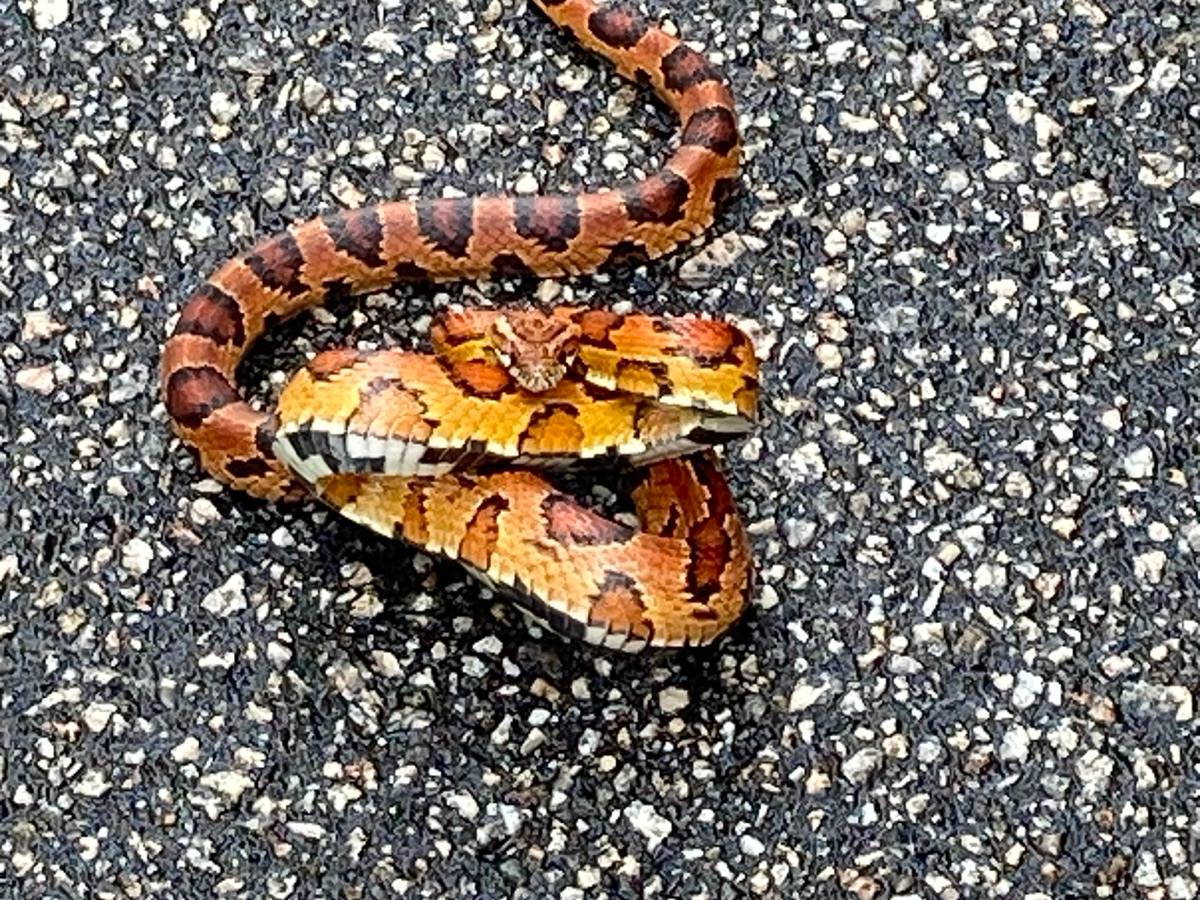 Red Cornsnake