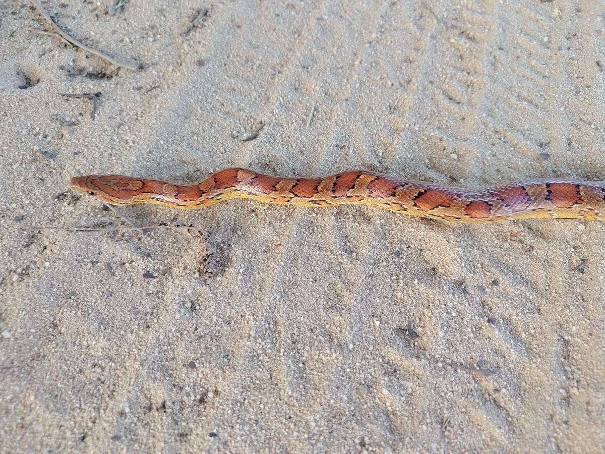 Red Cornsnake