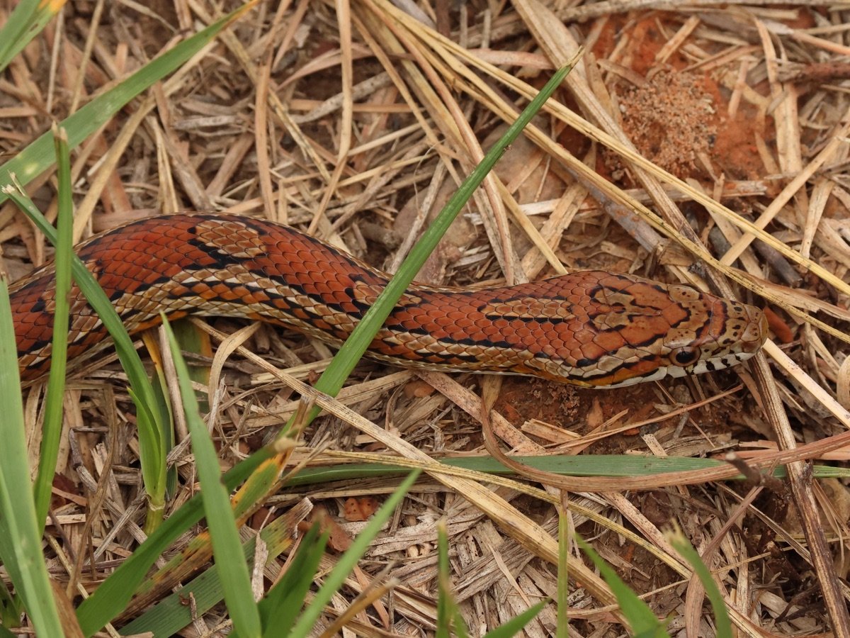 Red Cornsnake
