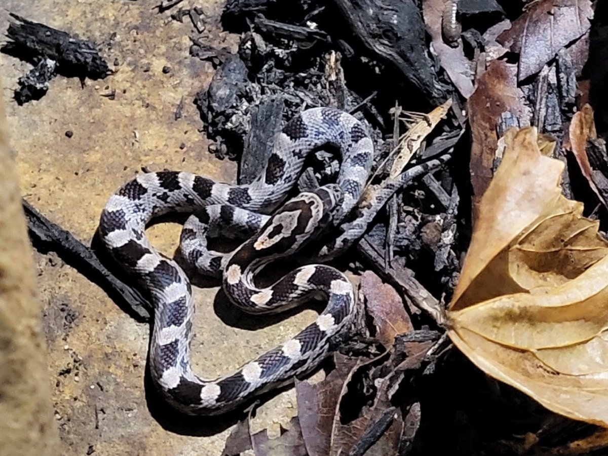 Red Cornsnake