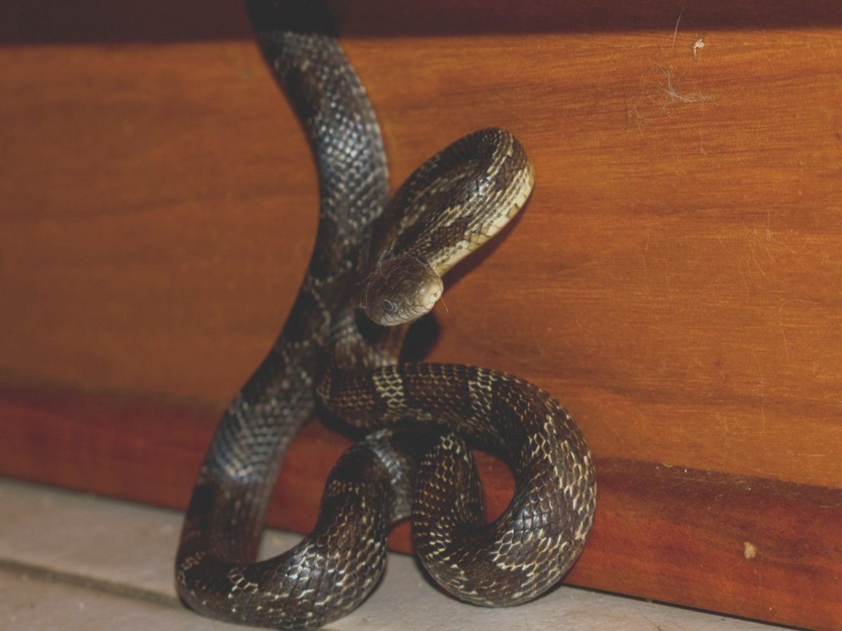 Gray Ratsnake