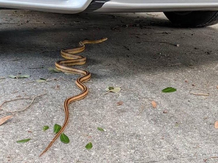 Eastern Ratsnake