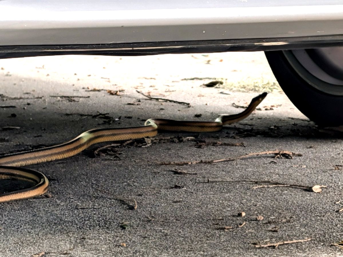 Eastern Ratsnake