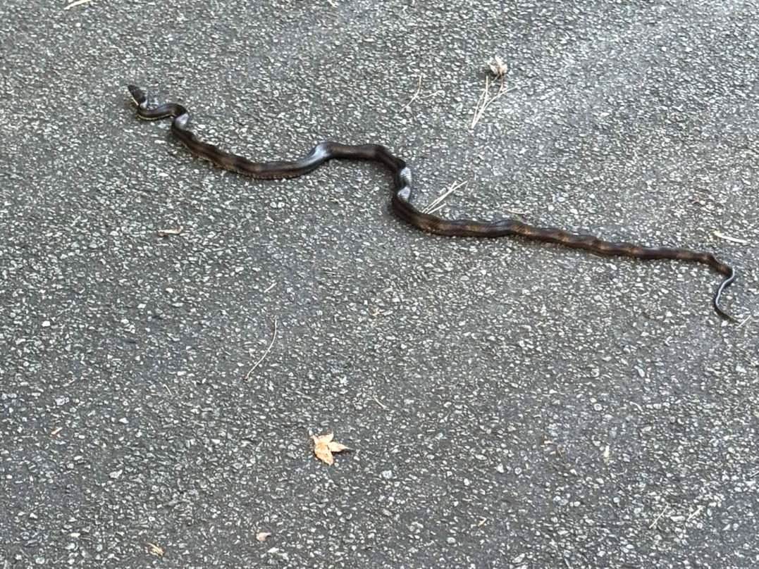 Eastern Ratsnake