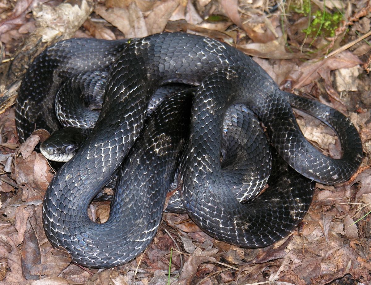 Eastern Ratsnake