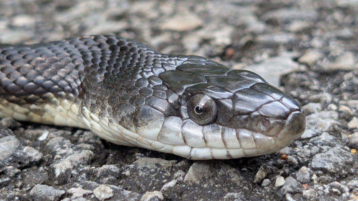 Eastern Ratsnake