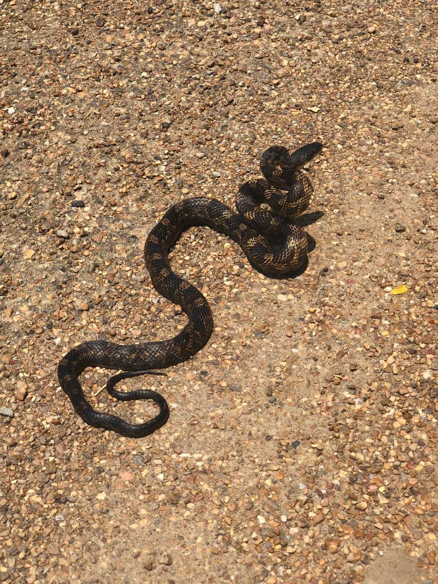 Eastern Ratsnake