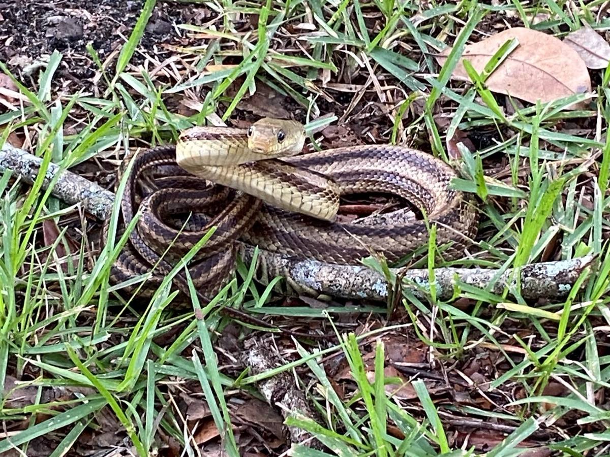 Eastern Ratsnake
